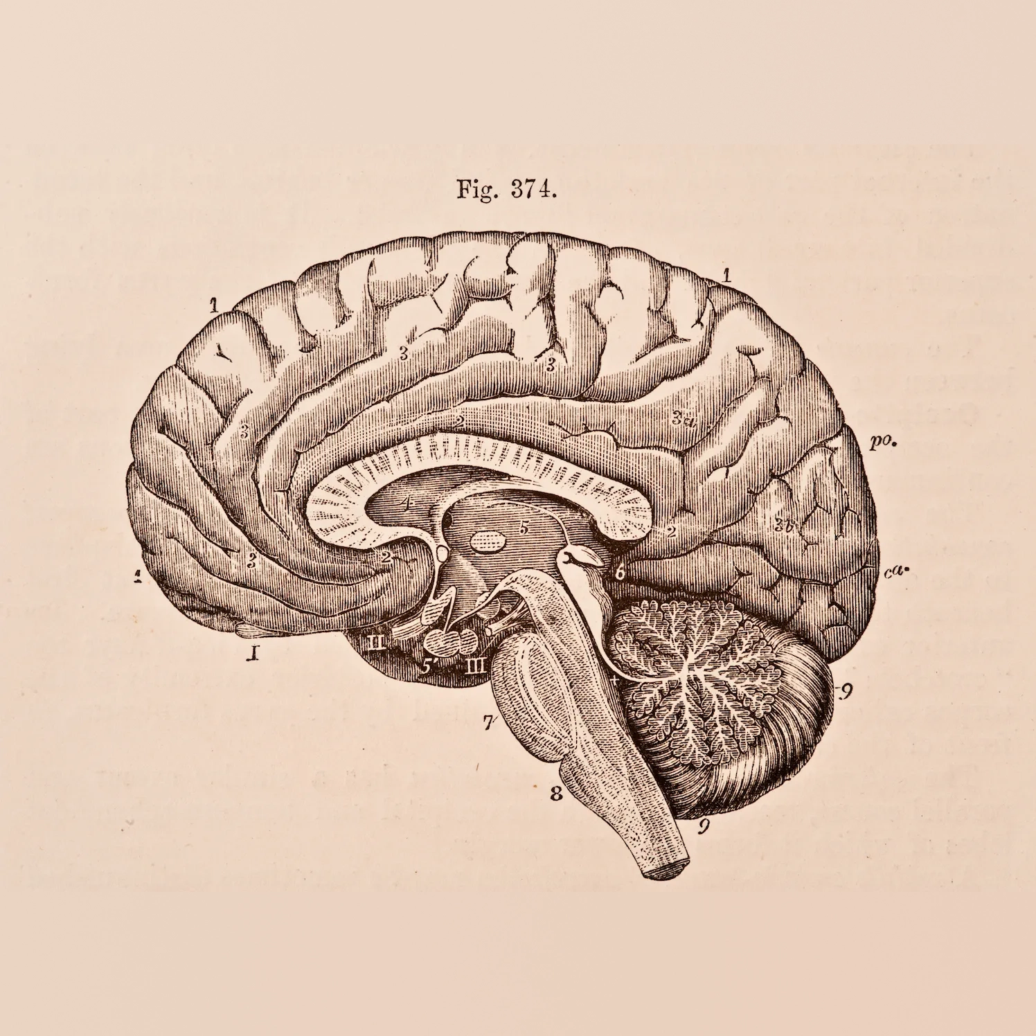 Brain\n*Vintage MedStock, Getty Images*
