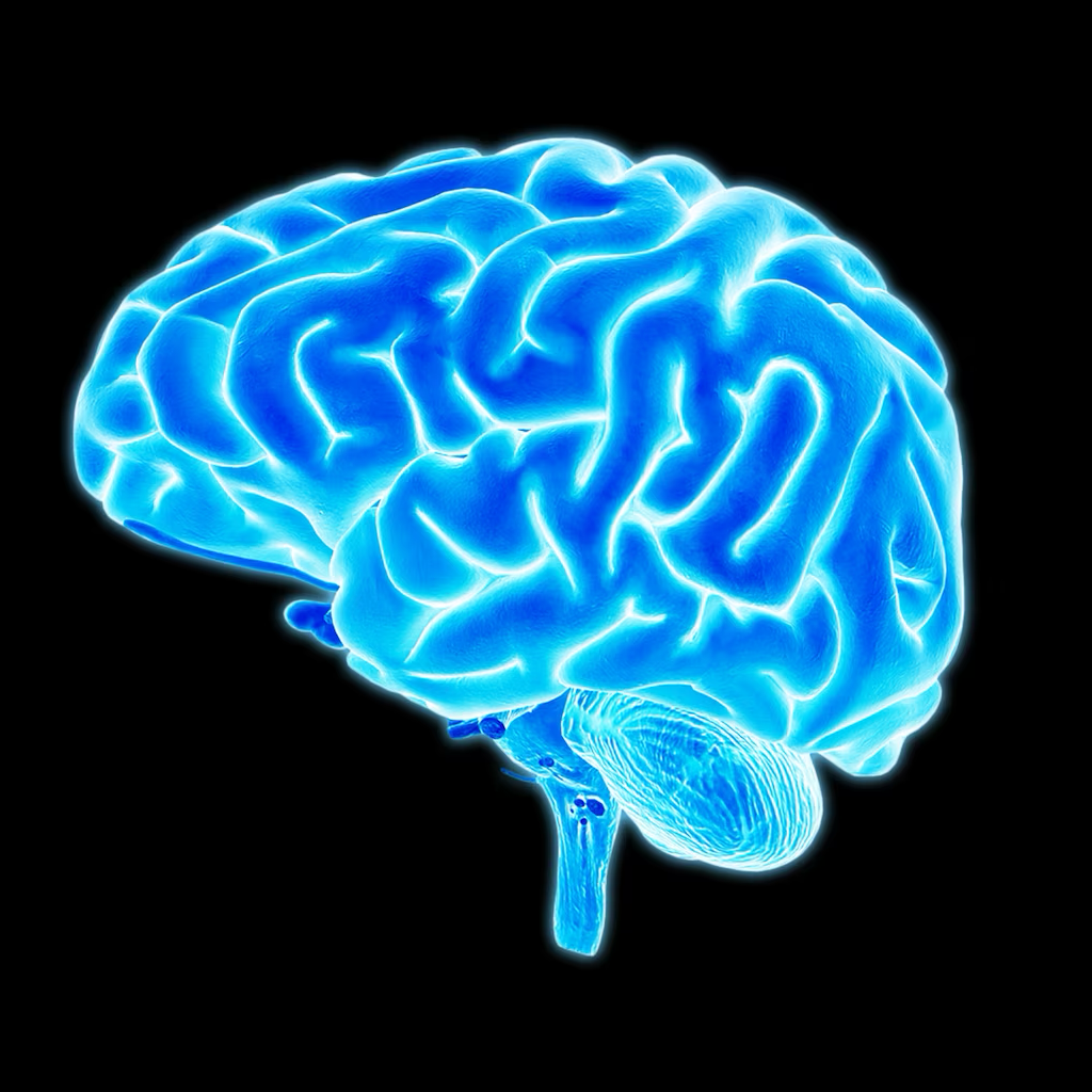 Brain\n*Xtremerx, Dreamstime*